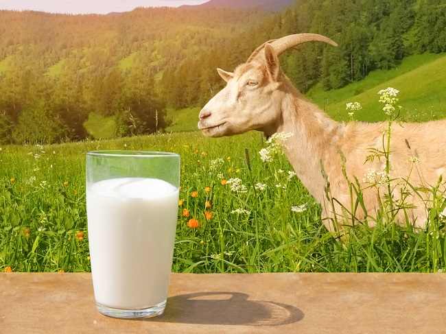 Keajaiban dan Manfaat Susu Kambing